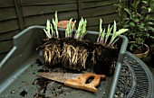 DIVIDING HOSTA INTO THREE BY USE OF SAW.