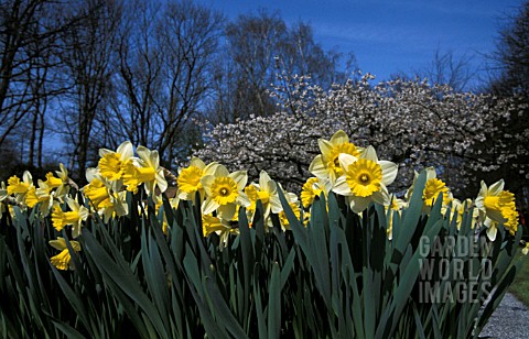 NARCISSUS_AND_BLOSSOM_WITH_BLUE_SKY_AND_BARE_TREES