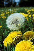 TARAXACUM,  DANDELION AND SEED HEADS