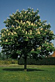 AESCULUS HIPPOCASTANUM,  WHOLE, TREE, SUMMER