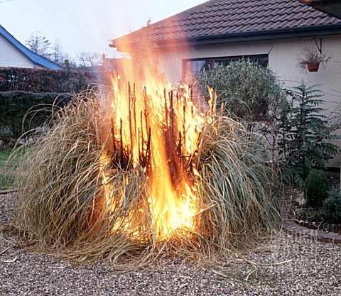 BURNING_PAMPAS_GRASS