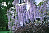 WISTERIA FLORIBUNDA MACROBOTRYS NAGA NODA ON THE SIDE OF A HOUSE.