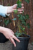 PLANTING A HEDERA HEDGE, CONTAINERS WITH IVY READY FOR PLANTING