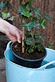 PLANTING HEDERA HEDGE, WATERING IVY BEFORE PLANTING