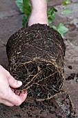 PLANTING HEDERA HEDGE, LOOSENING ROOTS BEFORE PLANTING