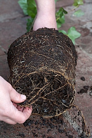 PLANTING_HEDERA_HEDGE_LOOSENING_ROOTS_BEFORE_PLANTING