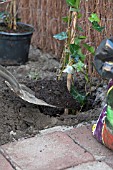 PLANTING HEDERA HEDGE, ADDING COMPOST