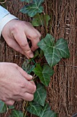 PLANTING HEDERA HEDGE, TIE UP HEDERA