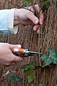 PLANTING HEDERA HEDGE, TRIMMING TOPS