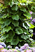 GARDEN STORY LIA WALLENBURG - PERGOLA WITH VITIS