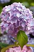 GARDEN STORY LIA WALLENBURG - HYDRANGEA MACROPHYLLA