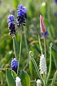 PLANTING BULBS IN LAWN - MUSCARI BOTRYOIDES ALBUM, MUSCARI LATIFOLIUM, TULIPA CLUSIANA LADY JANE