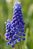 PLANTING BULBS IN LAWN - MUSCARI ARMENIACUM