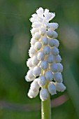 PLANTING BULBS IN LAWN - MUSCARI BOTRYOIDES ALBUM