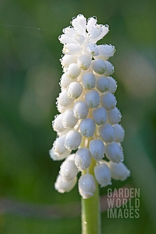 PLANTING_BULBS_IN_LAWN__MUSCARI_BOTRYOIDES_ALBUM