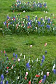 PLANTING BULBS IN LAWN - RESULT IN APRIL