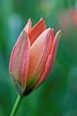 PLANTING BULBS IN LAWN - TULIPA WHITTALLII