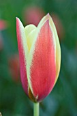 PLANTING BULBS IN LAWN - TULIPA CLUSIANA CYNTHIA