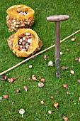 PLANTING BULBS IN LAWN - MIXED BULBS IN NET AND SPECIAL PLANTER