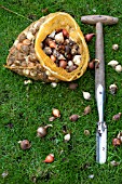 PLANTING BULBS IN LAWN - MIXED BULBS IN NET AND SPECIAL PLANTER