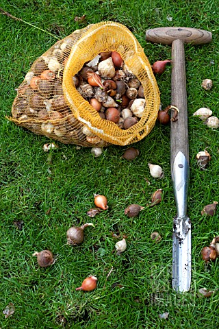 PLANTING_BULBS_IN_LAWN__MIXED_BULBS_IN_NET_AND_SPECIAL_PLANTER