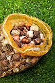 PLANTING BULBS IN LAWN - MIXED BULBS IN NET