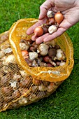 PLANTING BULBS IN LAWN - MIXED BULBS IN NET