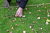 PLANTING BULBS IN LAWN