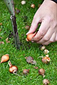 PLANTING BULBS IN LAWN