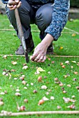 PLANTING BULBS IN LAWN