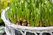 BASKET WITH MUSCARI ARMENIACUM ALBUM