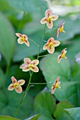 EPIMEDIUM PUBIGERUM ORANGE QUEEN