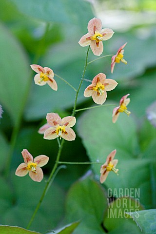 EPIMEDIUM_PUBIGERUM_ORANGE_QUEEN