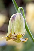 FRITILLARIA ACMOPETALA