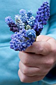 COLLECTION OF GRAPE HYACINTHS