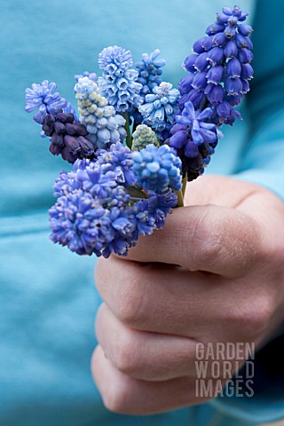 COLLECTION_OF_GRAPE_HYACINTHS