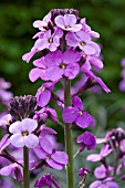 ERYSIMUM BOWLES MAUVE