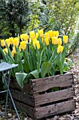 WOODEN BOX WITH TULIPA