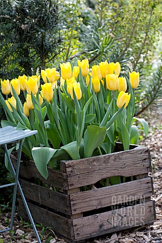 WOODEN_BOX_WITH_TULIPA