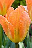 TULIPA ORANGE EMPEROR