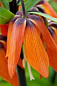 FRITILLARIA IMPERIALIS AURORA