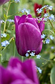 TULIPA PURPLE FLAG