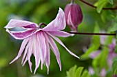 CLEMATIS MACROPETALA MARKHAMS PINK