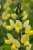 THERMOPSIS CAROLINIANA