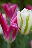 TULIPA (VIRIDIFLORA-GROUP) SPRING GREEN AND RED SPRING GREEN