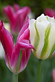 TULIPA (VIRIDIFLORA-GROUP) SPRING GREEN AND RED SPRING GREEN