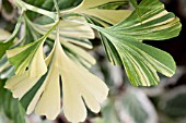 GINKGO BILOBA VARIEGATA