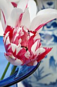 TULIPA CARNAVAL DE NICE AND TULIPA MARILYN