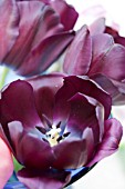 TULIPA QUEEN OF NIGHT