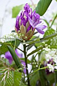 SPRING BOUQUET DETAIL WITH RHODODENDRON